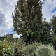 Quercus ilex 70 cm container 60-80