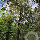 Quercus ilex 90 cm stam container 50-60