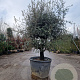 Quercus ilex rotundifolia 50 cm stam container 40-45