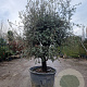 Quercus ilex rotundifolia 50 cm stam container 40-45