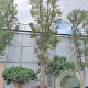 Quercus suber 100 cm stam draadkluit