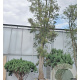 Quercus suber 100 cm stam draadkluit