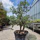 Quercus suber 150-175 cm cont. 110L meerstammig
