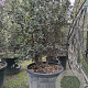 Quercus suber 150-175 cm cont. 90L meerstammig
