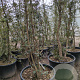 Quercus suber 175-200 cm cont. 130L multi bol