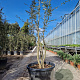 Quercus suber 175-200 cm cont. 130L multi bol