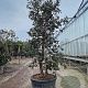 Quercus suber 175-200 cm cont. 90L meerstammig
