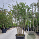 Quercus suber 175-200 cm container piramide