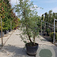 Quercus suber 200-250 cm cont. 150L meerstammig