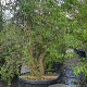 Quercus suber 200-250 cm cont. 150L meerstammig