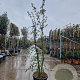 Quercus suber 200-250 cm cont. 70L meerstammig