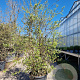 Quercus suber 200-250 cm cont. 70L meerstammig