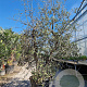 Quercus suber 200-250 cm cont. 90L meerstammig