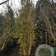 Quercus suber 250-300 cm cont. 125L meerstammig