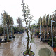 Quercus suber 250-300 cm cont. 70L meerstammig
