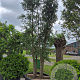 Quercus suber 300-350 cm cont. 600L meerstammig