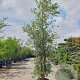 Quercus suber 300-350 cm cont. 95L meerstammig