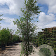 Quercus suber 300-350 cm cont. 95L meerstammig