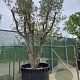 Quercus suber 350-400 cm cont. 150L meerstammig