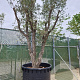 Quercus suber 350-400 cm cont. 150L meerstammig