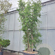 Quercus suber 350-400 cm cont. 500L meerstammig