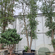 Quercus suber 50 cm stam draadkluit 80-100
