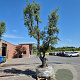 Quercus suber 70 cm stam container 8-10