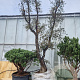 Quercus suber 70 cm stam container 8-10