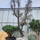 Quercus suber 70 cm stam container 8-10