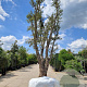 Quercus suber 70 cm stam draadkluit 125-150