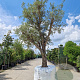 Quercus suber 70 cm stam draadkluit geknot
