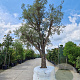 Quercus suber 70 cm stam draadkluit geknot