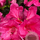 Rhododendron 'Anna Rose Whitney' 60-70 cm 10L