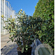 Rhododendron 'Catawb. Grandiflorum' 90-100 cm 25L