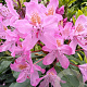 Rhododendron 'Catawb. Grandiflorum' 90-100 cm 25L