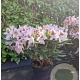 Rhododendron 'Cosmopolitan' 50-60 cm 7,5L