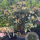 Rhododendron 'Cunningham's White' 100-120 cm 40L