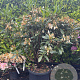 Rhododendron 'Cunningham's White' 100-120 cm 40L