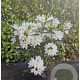 Rhododendron 'Cunningham's White' 50-60 cm 7,5L