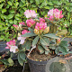 Rhododendron (Y) 'Kalinka' 30-40 cm 5,0L