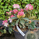 Rhododendron (Y) 'Kalinka' 30-40 cm 5,0L