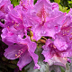 Rhododendron 'Lee's Dark Purple' 70-80 cm 10L