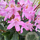 Rhododendron pont. 'Roseum' 50-60 cm 7,5L