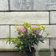 Rhododendron pont. 'Roseum' 50-60 cm 7,5L