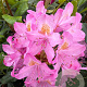 Rhododendron pont. 'Roseum' 70-90 cm 25L