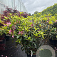 Rhododendron pont. 'Roseum' 70-90 cm 25L