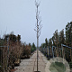 Robinia marg. Casque Rouge 200 cm stam container 14-16 hoge lei