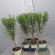 Rosmarinus officinalis GM P14 stam