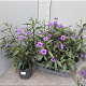 Ruellia brittoniana gm 4,0L