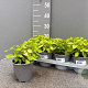 Salvia elegans 'Honeymelon' P14